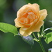 The Beauty of a Rose
