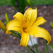Day Lily...