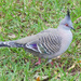Crested Pigeon