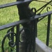 Scrambling Squirrel 