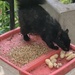 Eating Squirrel 
