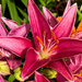 Pink Lily